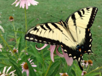 Montgomery County Farm Tour