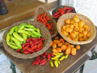 Germantown Flea Market