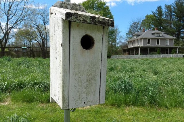 Meadow 640