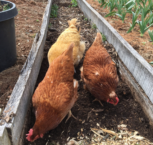 chickens 640