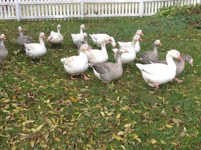 geese3 640